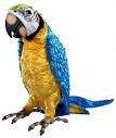 Hey! Stop Squawking!